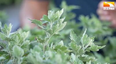 千年福白菊万里飘香 年产值达8亿元