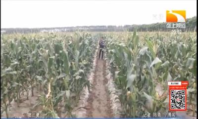 黄淮海区域：玉米叶片提前发生小黄点，农业专家：如不及时防治，将大幅减产