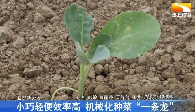 小巧轻便效率高 机械化种菜“一条龙”