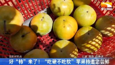 好“柿”来了！“吃硬不吃软”苹果柿邀你尝鲜