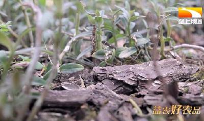 天养慢长出好药 绿色山货俏销全国