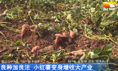 “荆”彩丰收季 | 良种加良法 小红薯变身增收大产业
