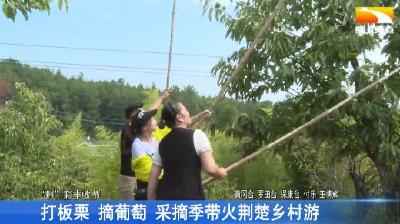 打板栗 摘葡萄 采摘季带火荆楚乡村游