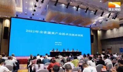 减药提质 发展“三型” 未来湖北蔬菜产业这样发力