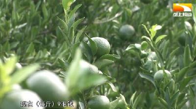 干旱致橘园减产 首批果上市单价涨两毛