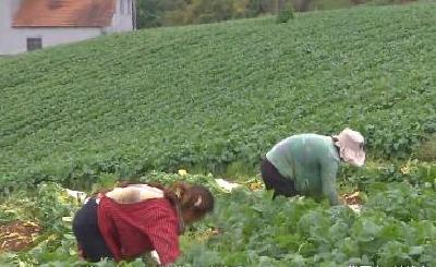 “荆”彩丰收节 卖相好 品质佳 8万多亩高山蔬菜喜获丰收