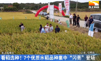 看稻选种！7个优质水稻品种集中“闪亮”登场