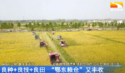 良种+良技+良田 “鄂东粮仓”又丰盈