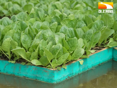 日销百万株菜苗 漂浮技术助力蔬菜秋播
