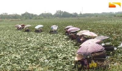 小菱角大生意 返乡夫妻带领全家拼出致富新路