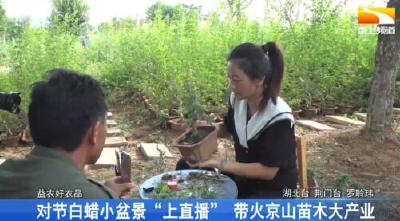 对节白蜡小盆景“上直播” 带火京山苗木大产业 