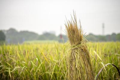 在田水稻中后期稳产增产技术指导意见