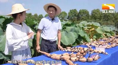 莲藕“芯片”湖北造 佳“藕”天成鲜天下