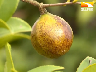 产值6亿元！一滴茶油带香麻城42万亩油茶产业