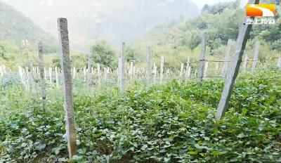 高粱魔芋“手牵手” “粮经结合”收益佳