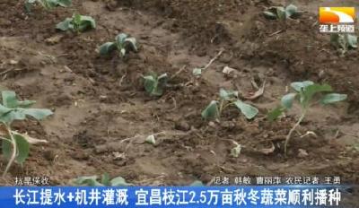 长江提水+机井灌溉 宜昌枝江2.5万亩秋冬蔬菜顺利播种