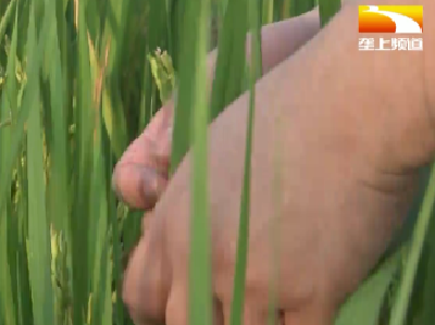 发展订单农业 企业当好“火车头”带动农户种粮增收