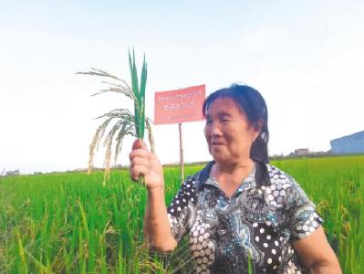 荆州一公司拍来科技成果 水稻新品种填补虾稻种植空缺