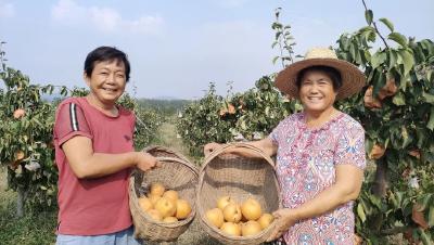 襄阳金果梨迎来成熟期俏销市场