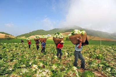 面积、产量双增 今年湖北蔬菜外调量将超1000万吨