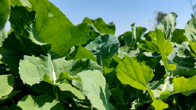 头茬新鲜上市！汉产食用油菜新品种规模化试种