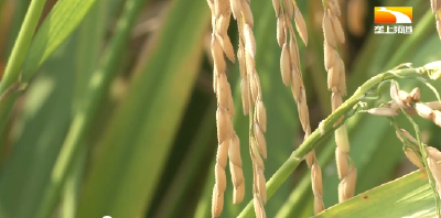 优质稻种产量高 种田三十多年老农都说好