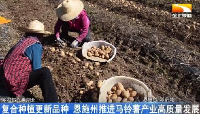 复合种植更新品种 恩施州推进马铃薯产业高质量发展