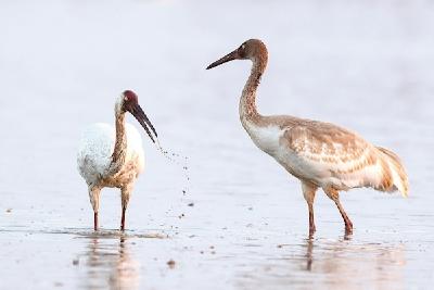 保护湿地营造鸟的天堂 61种3万余只鸟安然栖息 阳新网湖湿地迎来候鸟翩飞
