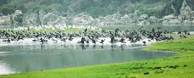 61种3万余只鸟安然栖息 黄石阳新网湖湿地迎来候鸟翩飞