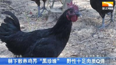 林下散养鸡界“黑珍珠” 野性十足肉质Q弹