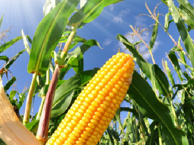 华农团队破解玉米高产却不耐旱原因