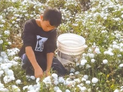父亲瘫痪需人照顾 11岁男孩下田摘菊花挣钱