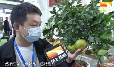 橘子洲头楚橘香 湖北柑橘抱团闪耀星城