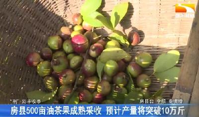 房县500亩油茶果成熟采收 预计产量将突破10万斤