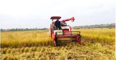 稻穗饱满！洪湖再生稻第二季标准亩产达942.2斤