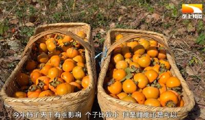錾字石村甜柿开采 量价齐升“云”销全国