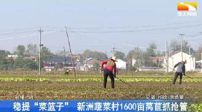 稳提 “菜篮子” 新洲蔬菜村1600亩莴苣抓抢管