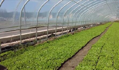 抢抓墒情 十堰房县300亩大棚蔬菜移栽忙