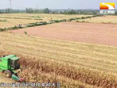 一田双收 玉米套种大豆迎来丰收