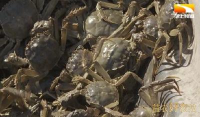 河蟹进入增重育肥关键期 秋季蟹塘管理这样做