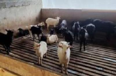 湖北省推广活体畜禽抵押贷款 猪牛羊都可用来申请融资