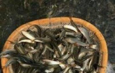七企业为江豚捐赠 2万斤饵料鱼