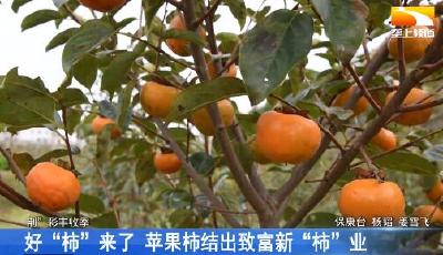 好“柿”来了 苹果柿结出致富新“柿”业