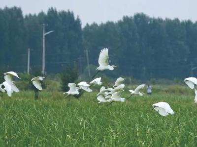 松滋洈水国家湿地公园：湖光山色，候鸟翩飞