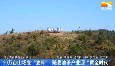 20万亩山场变“油库” 随县油茶产业迎“黄金时代”
