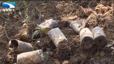 破解天麻种植瓶颈 五峰乡亲端上“绿”饭碗