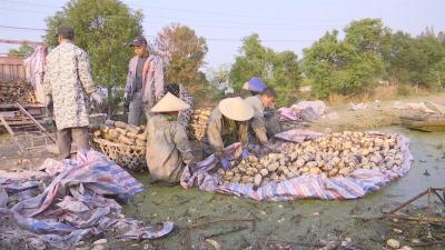 远销一线城市，江陵白鹭湖千余亩莲藕进入采挖期