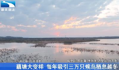 藕塘大变样 每年吸引三万只候鸟栖息越冬