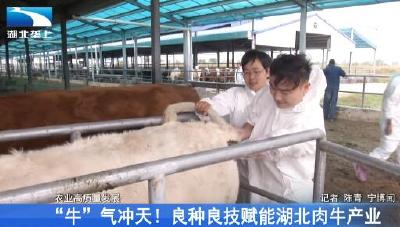 “牛”气冲天！ 良种良技赋能湖北肉牛产业