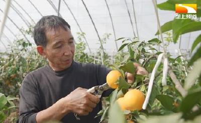 大叔爱“美人” 七彩农场“红美人”喜获丰收